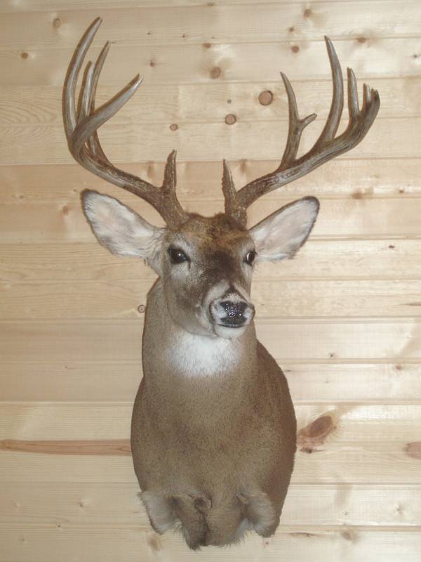 Stoney Hills Taxidermy Mounts